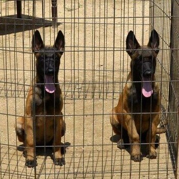 四川	哪里的马犬好选四川祥农犬舍养殖基地