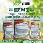 玉米秸秆还田就用农富乐种植em菌种腐熟速度快