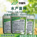 养鱼专用em菌种养鱼专用em菌种