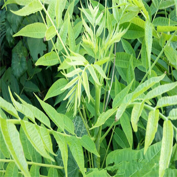 山東地區(qū)2公分大棚香椿苗香椿苗價格優(yōu)惠