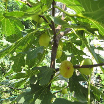 基地2公分无花果苗日本紫皮无花果苗种植时间