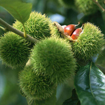 大量批發(fā)板栗苗1公分大紅袍板栗苗批發(fā)價格優(yōu)惠
