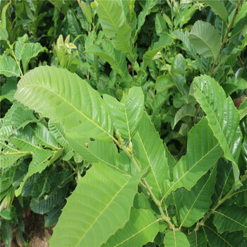 基地2公分石豐板栗苗石豐板栗苗種植時間