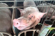 猪用功能性饲料添加剂解决母猪泪斑——龙昌胆汁酸代理批发