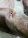 猪饲料添加剂龙昌胆汁酸厂家直销清除母猪泪斑保护猪群肝脏建康防治仔猪腹泻
