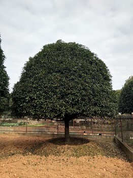 湖南桂花树价格_桂花树及苗木价格标准-相桂园