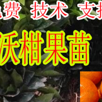 桂林大棚無(wú)核沃柑苗多少錢一棵