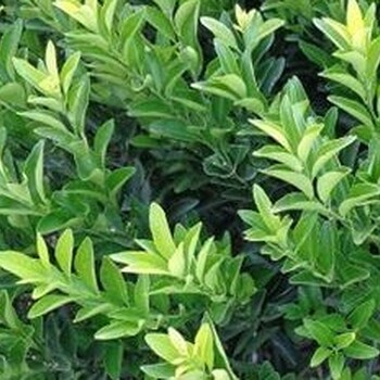 河池改良茂谷柑苗價格多少錢