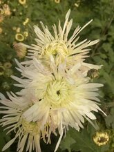 河北香菊又叫太行香菊或香菊王图片