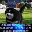 广东宠物猫狗养殖场-喵汪族宠物-广州犬舍-佛山犬舍图片