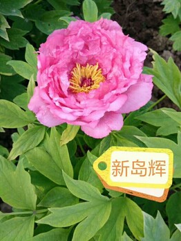 观赏牡丹菏泽冠香花木