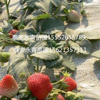 甜查理草莓苗基地