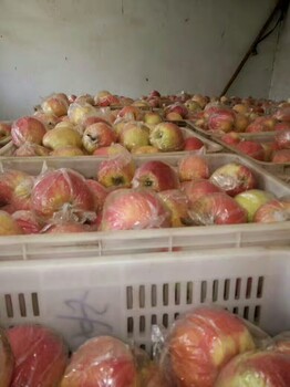 山东80以上美八苹果价格纸袋美八苹果批发产地