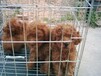贵州本地专业养殖场常年出售纯种泰迪小狗已做疫苗和驱虫