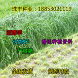 护坡草多少钱一斤图片3