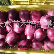 供应甘肃天水花牛苹果树苗花牛苹果树苗品种图片