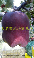 甘肃天水花牛苹果树苗品种图片