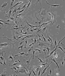 CTLA4Ig-24贴壁培养细胞株优惠大图片3