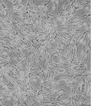 EBTr(NBL-4)贴壁培养细胞株优惠大图片1