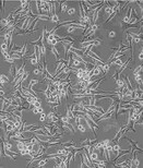 EBTr(NBL-4)贴壁培养细胞株优惠大图片4