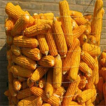 18惠民政策销售玉米网