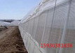蝗虫养殖专用网#沧州蝗虫养殖专用网#蝗虫养殖专用网生产厂家