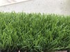 人造草坪价格地毯加密人工草坪绿色阳台室内户外假草皮幼儿园草皮