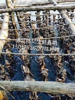 廣州湛江生蠔批發(fā)價格、湛江生蠔批發(fā)圖片及廠家信息