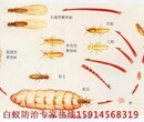 广州白云灭白蚁公司、广州上门灭白蚁、灭蚁消毒一体化