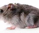 广州灭老鼠公司，彻底灭除老鼠，上门清理死老鼠，捕鼠消毒