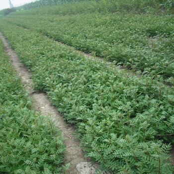 重庆九叶青花椒苗基地供应花椒苗上市早