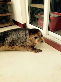 海洋生物展示出租海狮表演出租活体企鹅出租萌宠出租