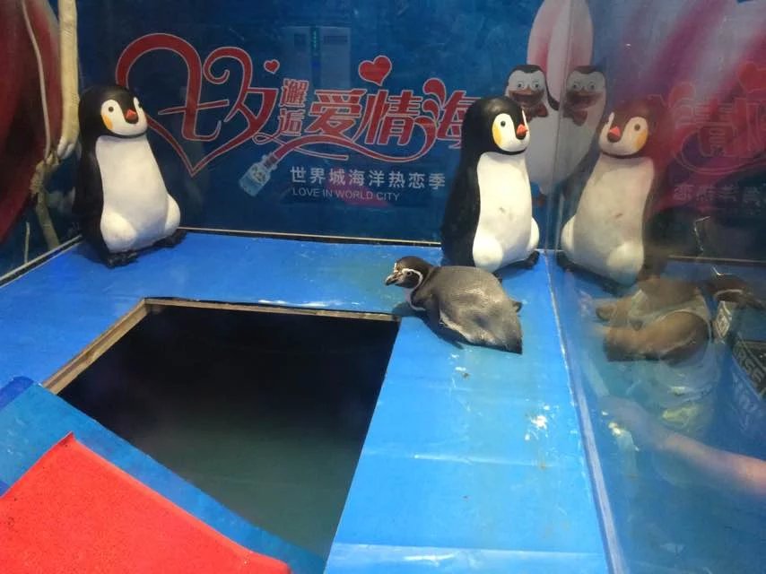 海洋生物展示出租活体企鹅出租鳄鱼表演互动租赁