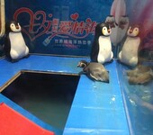 海洋生物展出租观赏鱼类展示海狮海豹表演活体企鹅展示
