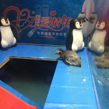 活体企鹅展示出租美人鱼鱼缸表演租赁海洋生物鱼缸租赁
