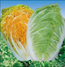 吉红308（橘红心白菜）20亩黄心白菜立冬之前成熟