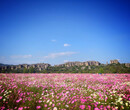 花海打造-花海打造批发-花海打造怎么卖