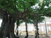 西安仿真榕树制作多少钱_西安金荟莱景观生态园