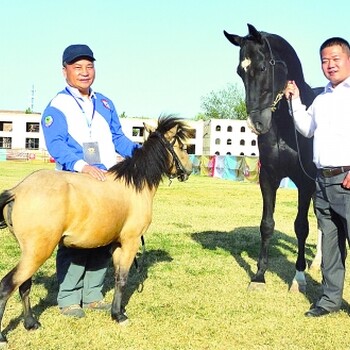 马拉车矮马养殖矮马价格矮马多少钱