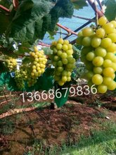 供应阳光玫瑰葡萄苗夏黑占藤稔葡萄苗红富士占藤稔葡萄苗图片