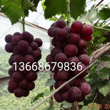 藤稔葡萄苗-聊城藤稔葡萄苗、聊城开发区藤稔葡萄苗图片