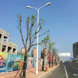 新农村道路灯，太阳能路灯图片5