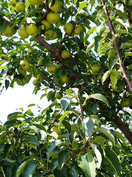 辽宁锦州各品种鲜梨20万斤可批发可代理一件发货