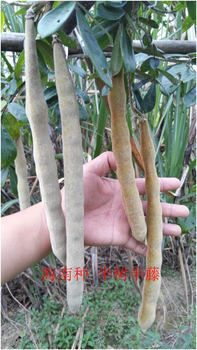黃毛大葉牛大力品種高產(chǎn)么?