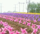 贵州风车节出售风车节厂家场地布展有吃有喝图片