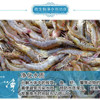 魚塘水肥怎樣調(diào)節(jié)穩(wěn)水達到凈化水體？對蝦養(yǎng)殖戶養(yǎng)蝦先養(yǎng)水,那如何養(yǎng)水呢