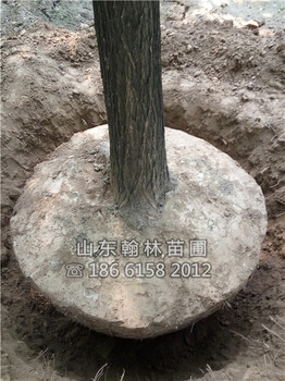 50公分國槐3年帽報價