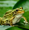 吃青蛙真的有寄生蟲嗎？