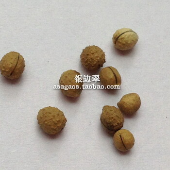 銀邊翠‘山峰之雪’進(jìn)口花種子10粒豐花地被喜陽(yáng)草本