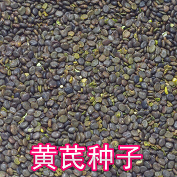 北蒼術(shù)種子茅蒼術(shù)白術(shù)種子中藥材種子林木種子